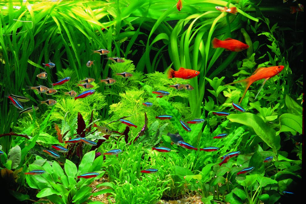 background aquarium plants